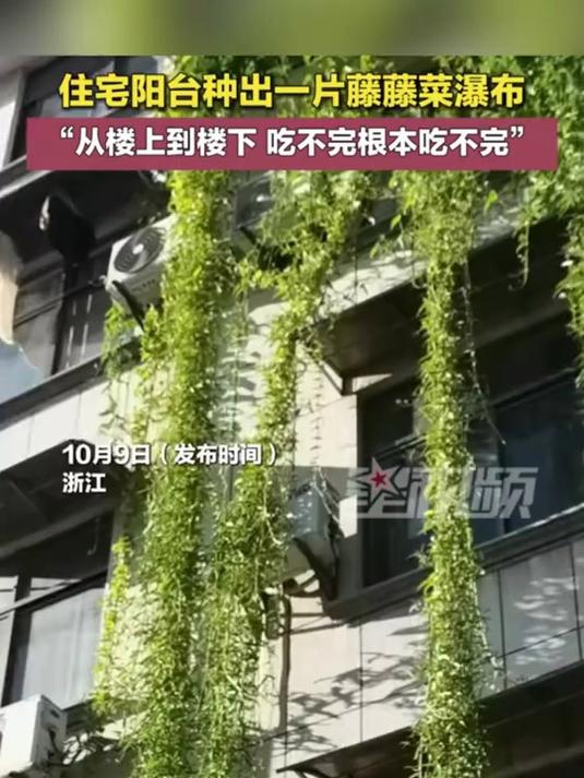 好看又好吃!住宅阳台种出空心菜“瀑布”:从五楼一直垂到一楼