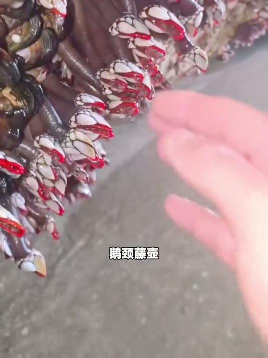 鹅颈藤壶：味道鲜美却外形奇特的海鲜，你敢尝试吗？#赶海 #赶海拾贝 #赶海生活
