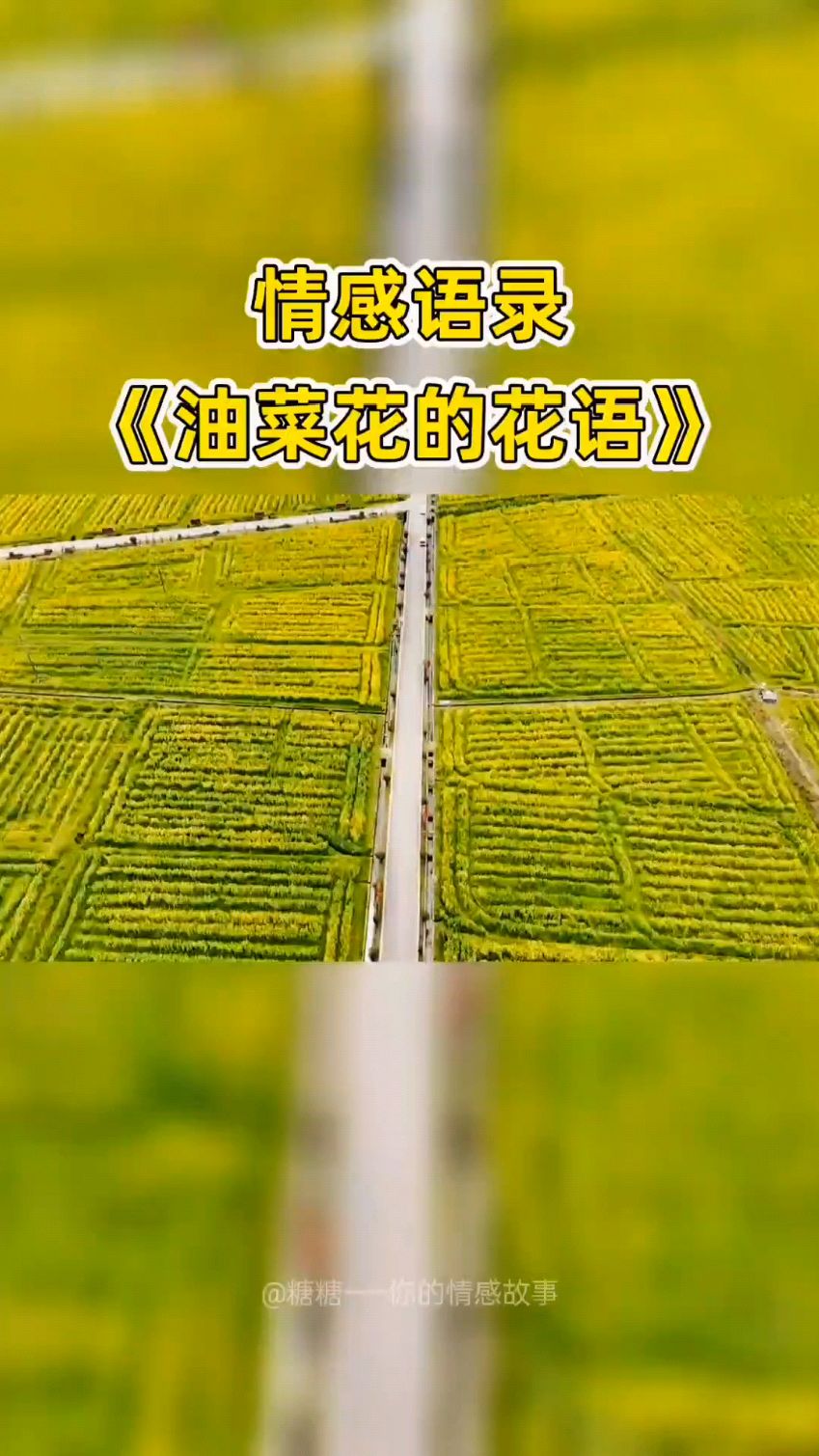 油菜花的花语