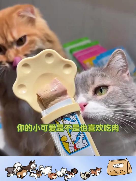 每日一根猫生鱼油猫条,喵星人活力四射!