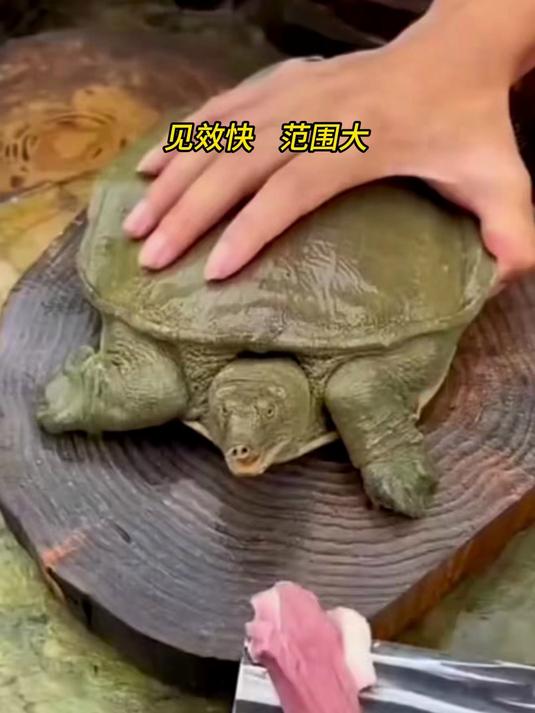 新手学钓甲鱼,靠过山风峰诱饵,首竿就钓上大的!