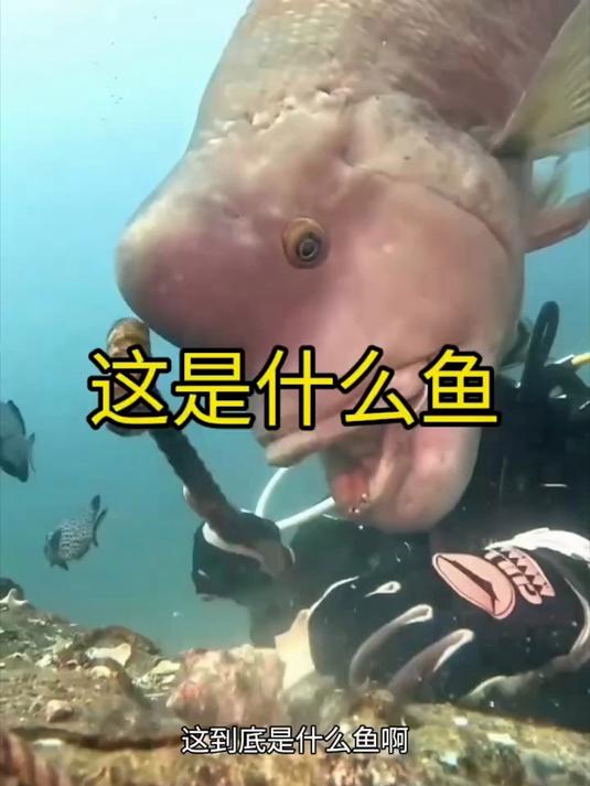 长的像寿星一样的鱼