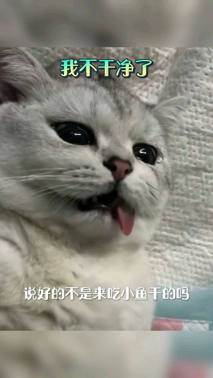 说好的来吃小鱼干,猫与人之间的信任呢!
