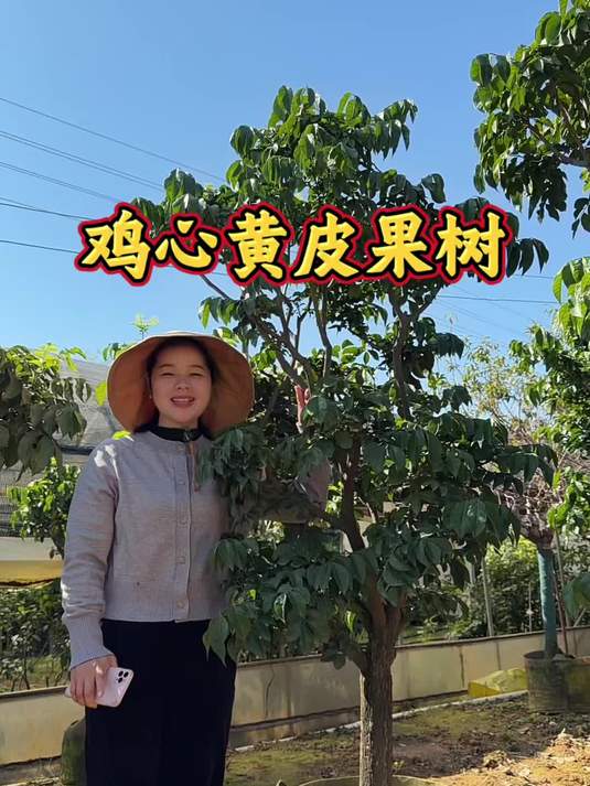 适合中小庭院种植的果树 鸡心黄皮 四季常绿 口感酸酸甜甜 果树