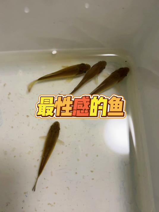 今天开箱一种名字最“性感”的鱼!#鱼苗##养鱼#