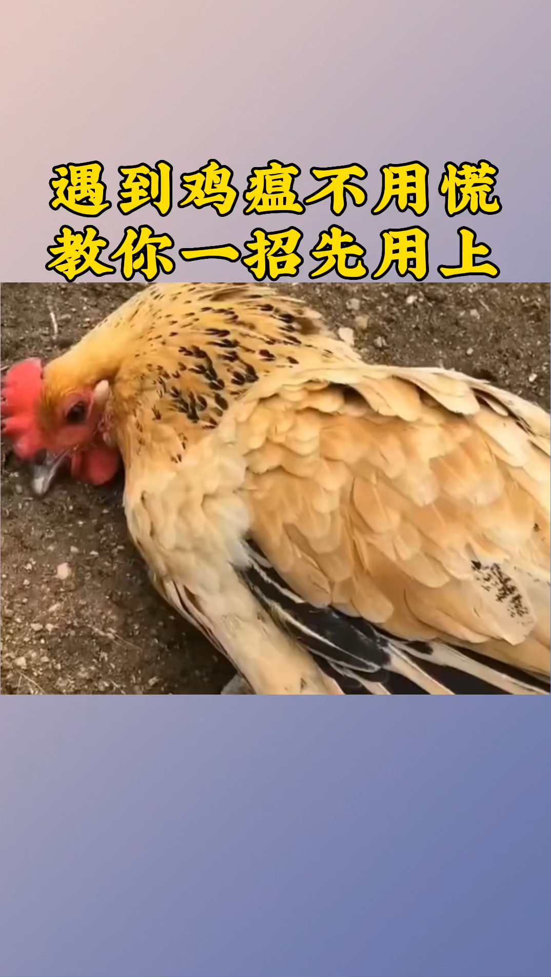 遇到鸡瘟不用慌,教你一招先用上