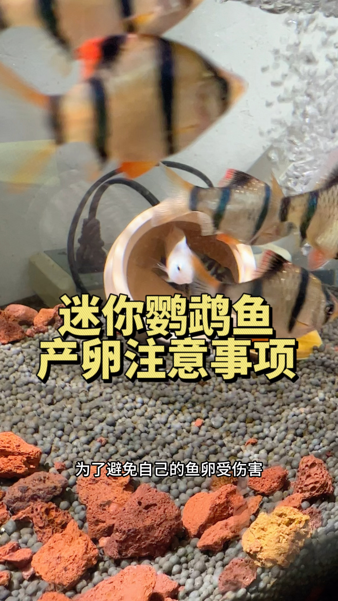 迷你鹦鹉鱼产卵后的四个注意事项。#水族#迷你鹦鹉鱼 #养鱼养心