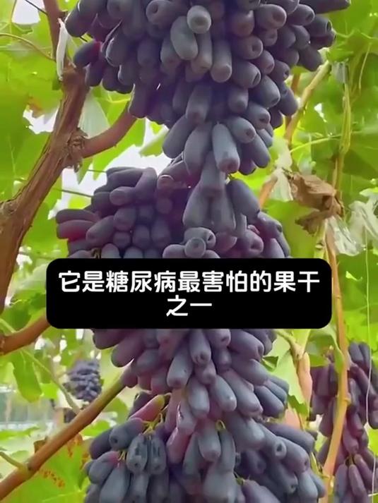 身体压力大的人要小心!宝石葡萄干天天吃,身体棒!
