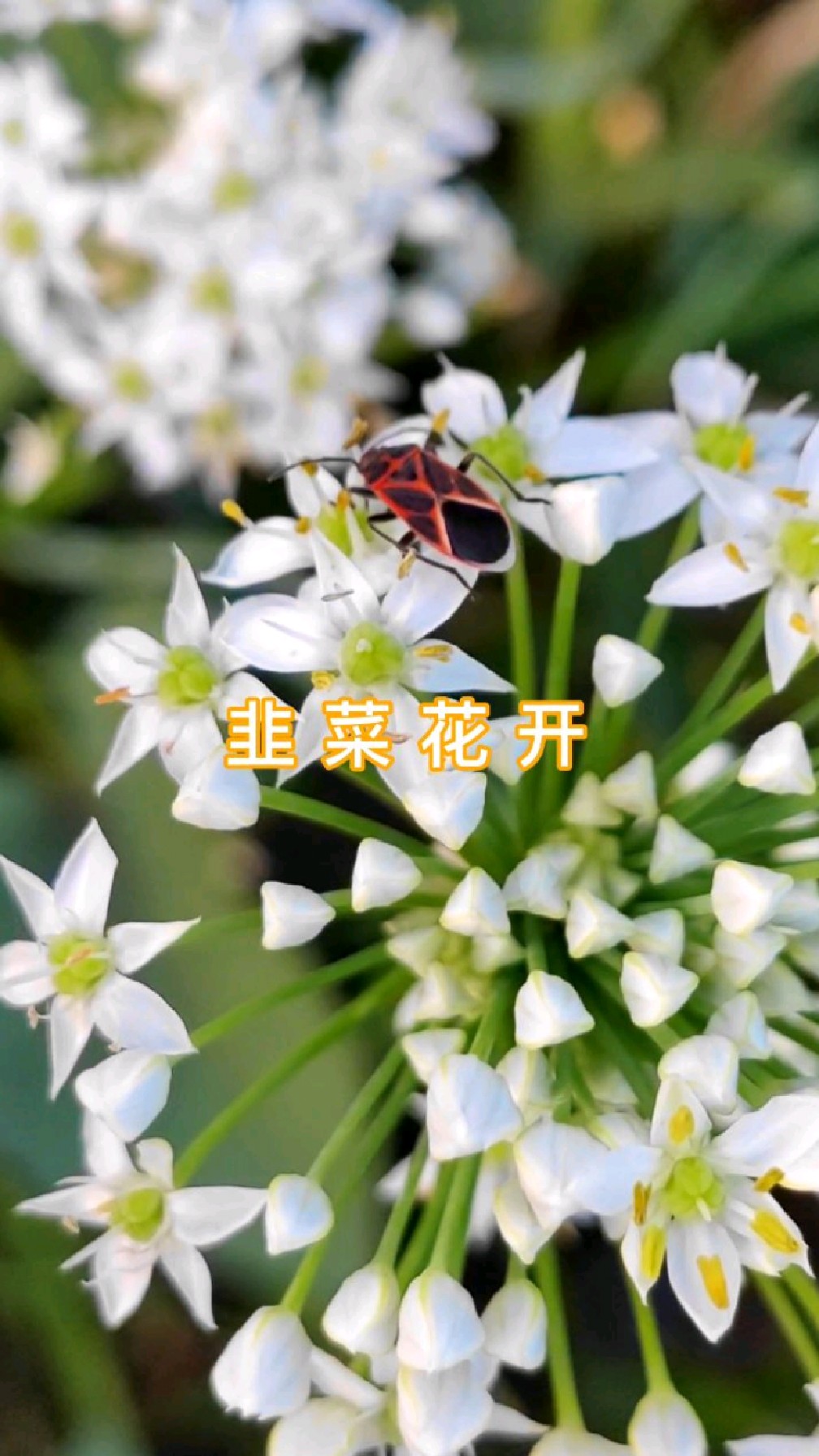 菜地里,白白的韭菜花开