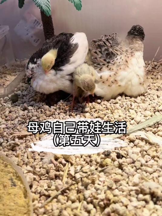 见过芦丁鸡母鸡自己抱窝孵蛋带小鸡,那你见过公鸡帮母鸡带娃不?