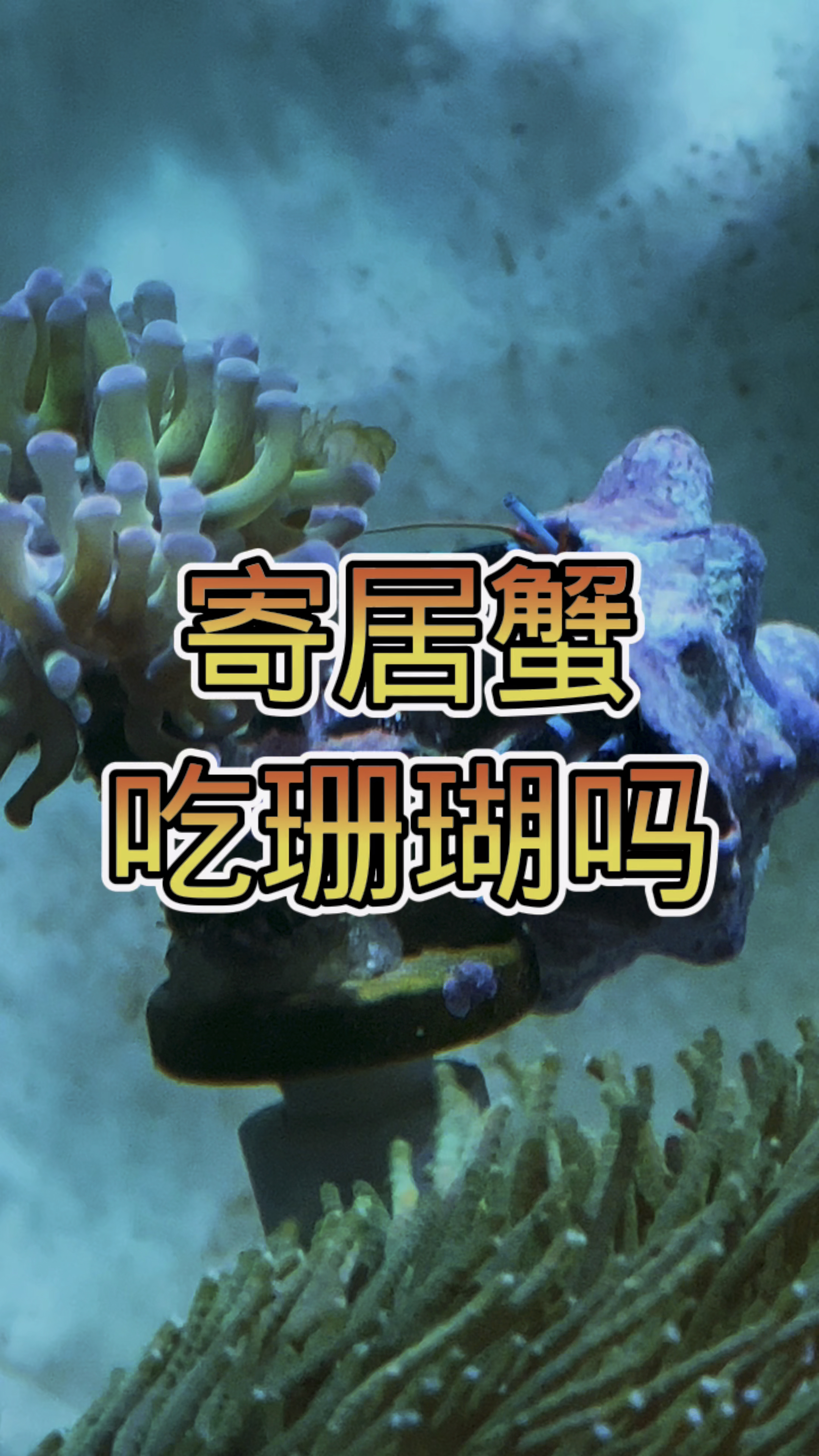 吃珊瑚? #海水鱼 #海缸