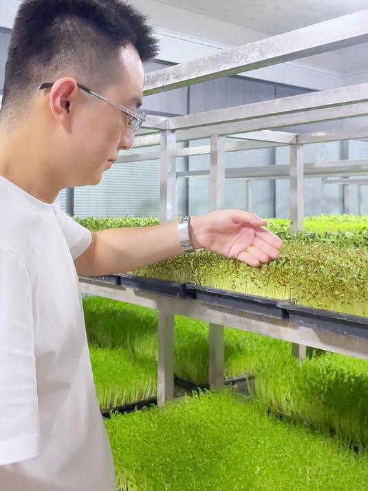 水培芽苗菜在家种菜
