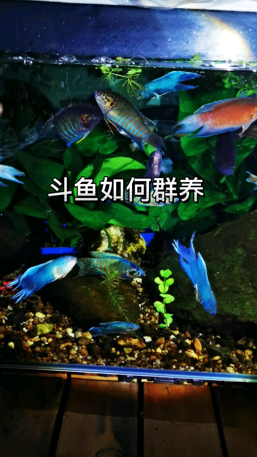 斗鱼群养?不能群养?