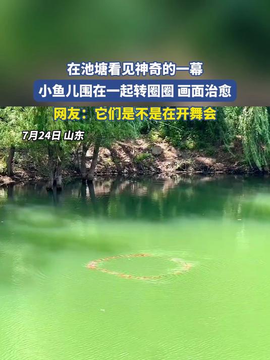 在池塘看见神奇的一幕,小鱼儿围在一起转圈圈