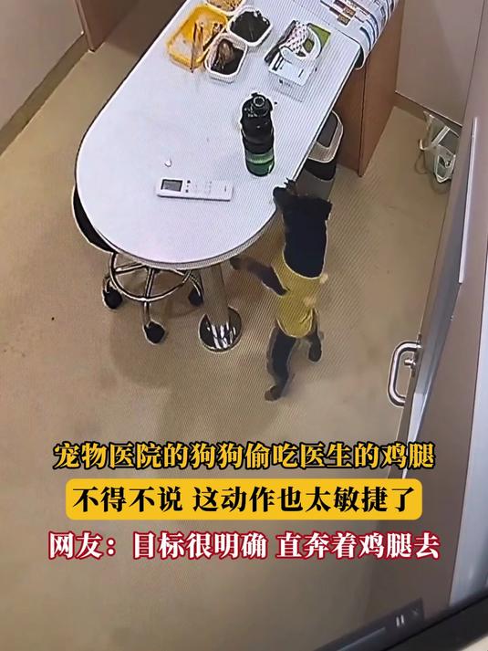 宠物医院的狗狗偷吃医生的鸡腿,不得不说,这动作也太敏捷了