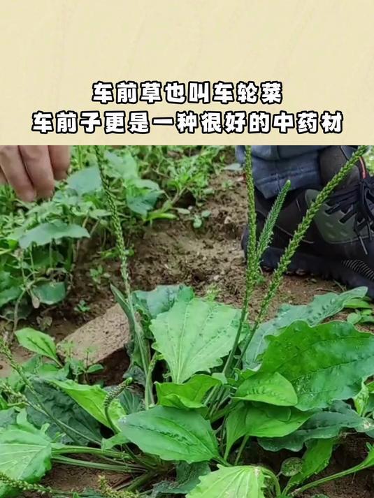 车前草也叫车轮菜,车前子更是一种很好的中药材