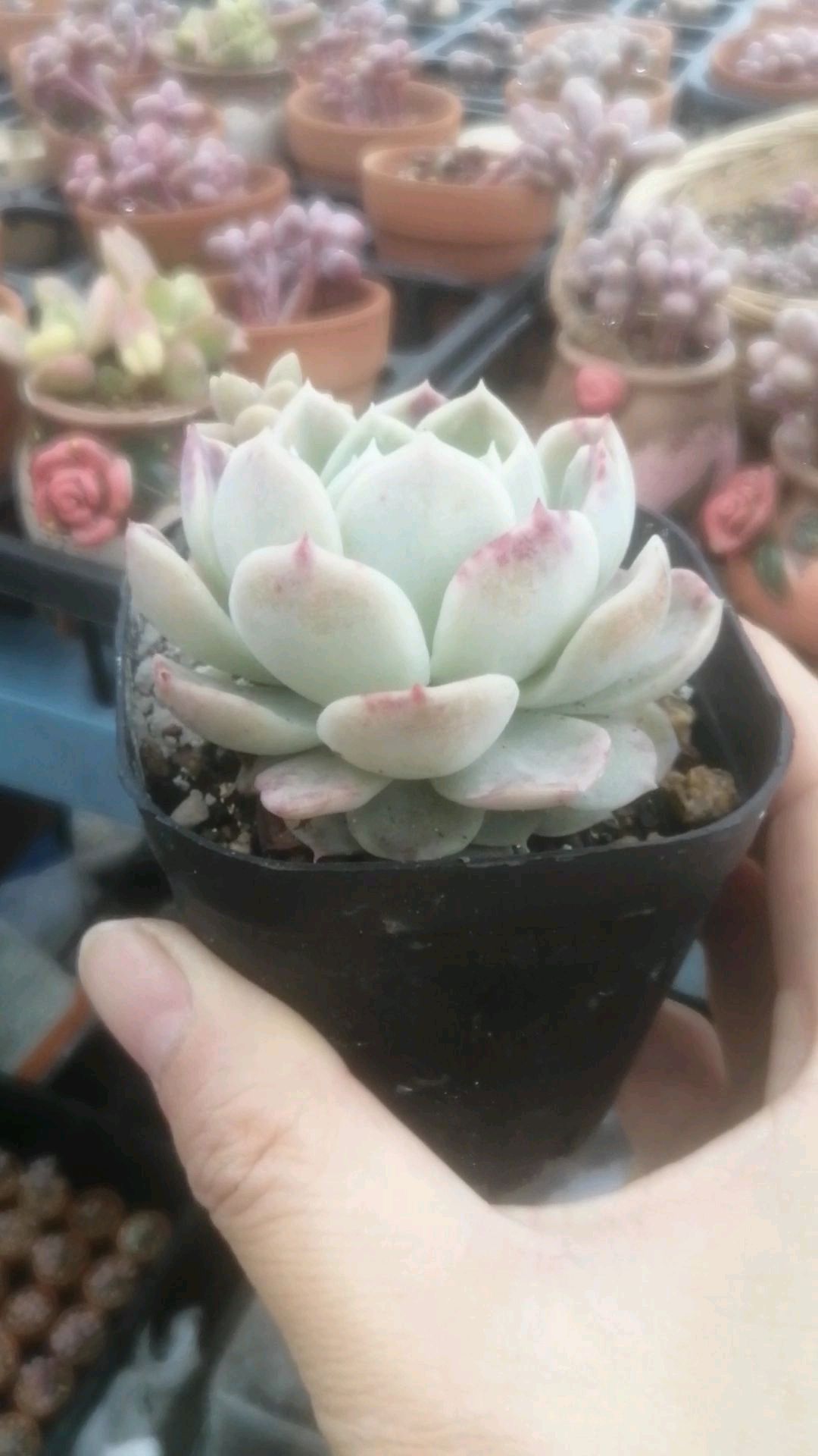 这棵多肉墨西哥雪球出来极致状态,像一朵荷花