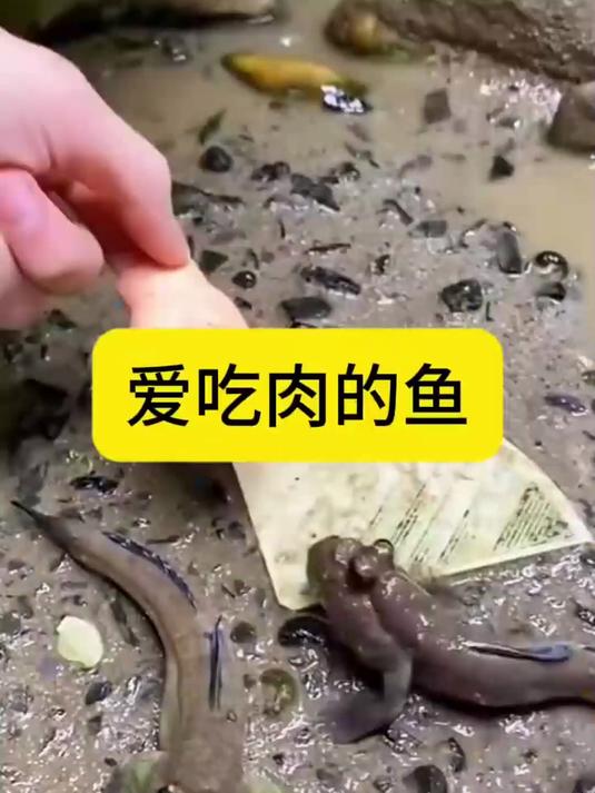 爱吃肉的鱼,还不挑食呢