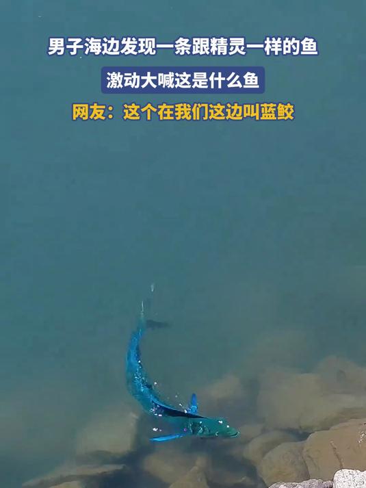 男子海边发现一条跟精灵一样的鱼,激动大喊这是什么鱼