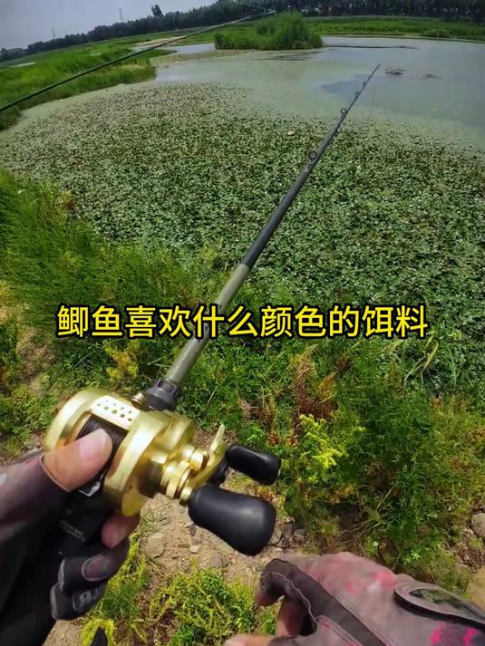 钓鲫鱼必备知识,饵料颜色的重要性