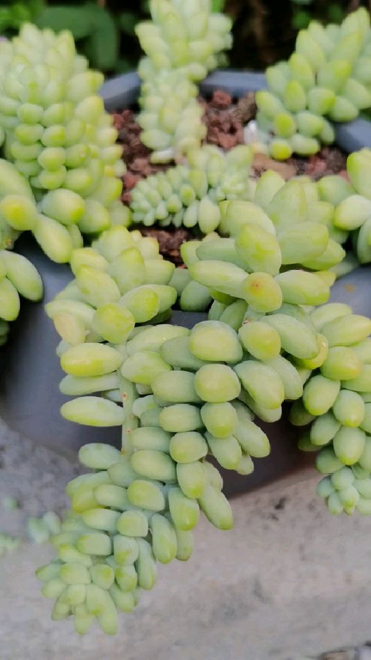 多肉玉缀玉珠帘