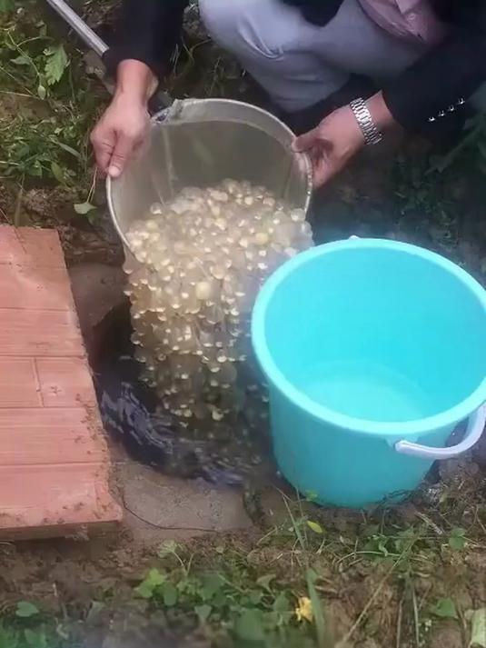 这些鱼卵比黄金还要珍贵