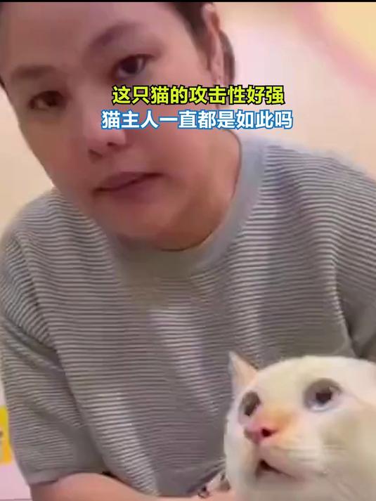 这只猫的攻击性好强,猫主人一直都是如此吗?