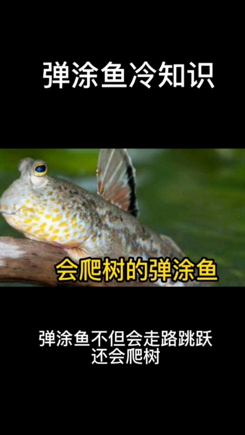 弹涂鱼冷知识,弹涂鱼不但会走路跳跃还会爬树,你相信吗