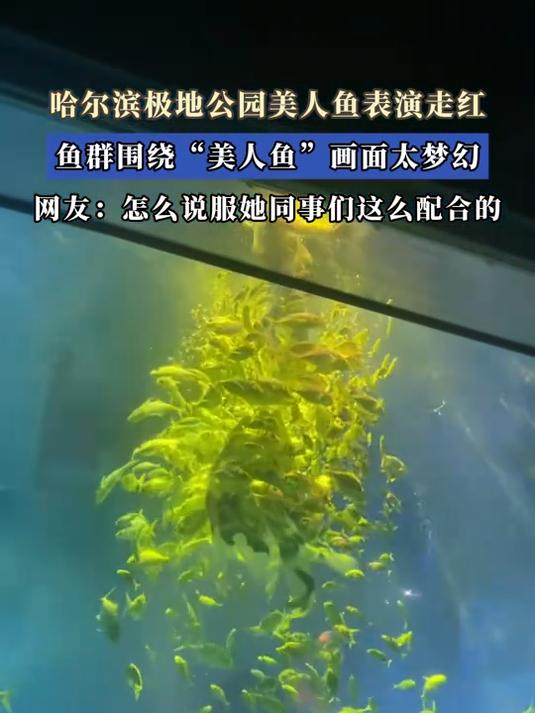 哈尔滨极地公园美人鱼表演走红，鱼群围绕“美人鱼”画面太梦幻