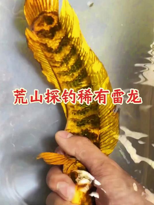 荒山探钓雷龙 难得一见极品发色