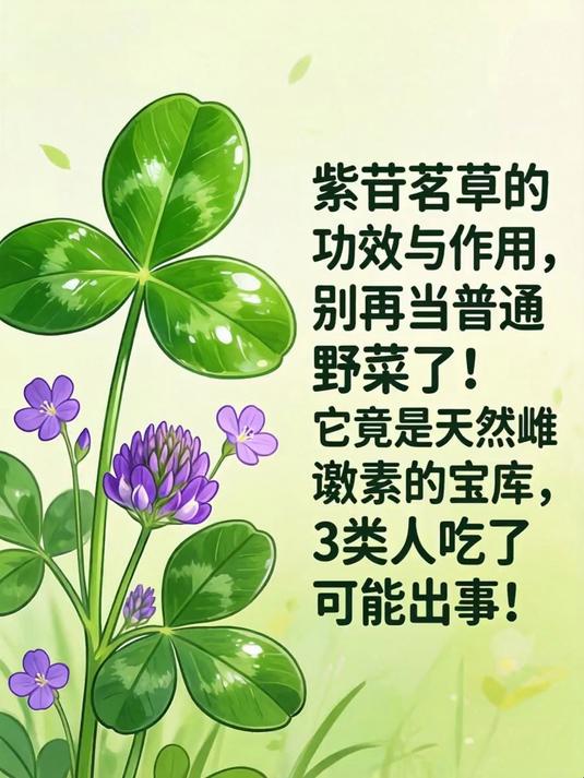 紫苜蓿草的功效与作用,别再当普通野菜了!它竟是天然雌激素的宝库,3类人吃了可能出事!