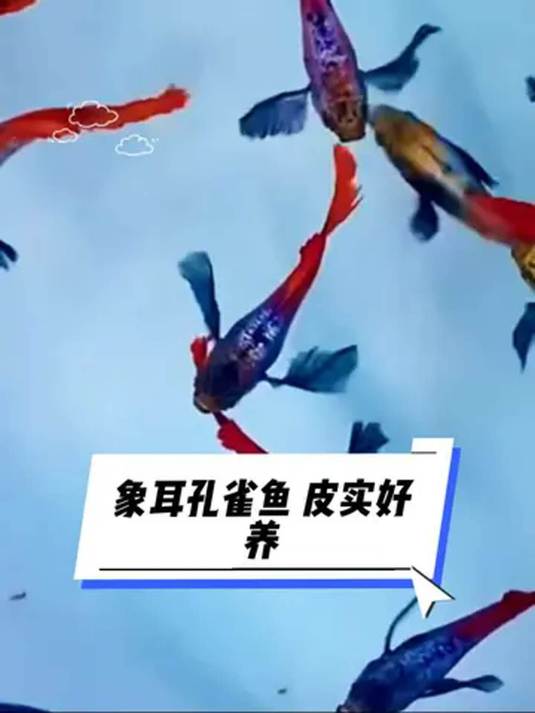 新手养鱼选啥鱼?象耳孔雀鱼,蓝鳍红尾美又皮实
