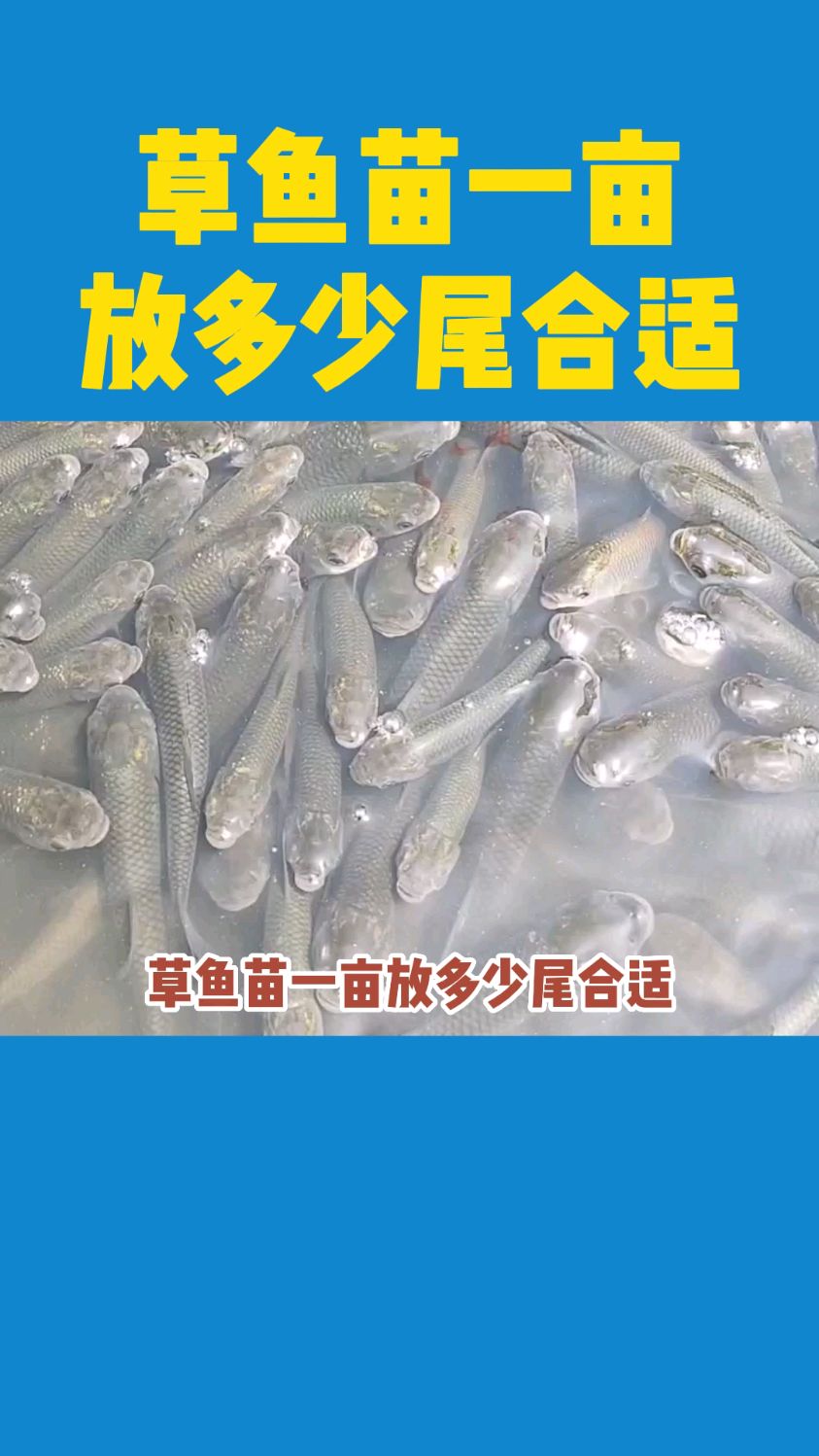 草鱼苗一亩放多少尾合适