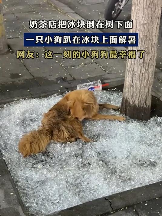 奶茶店把冰块倒在树下面,一只小狗趴在冰块上面解暑