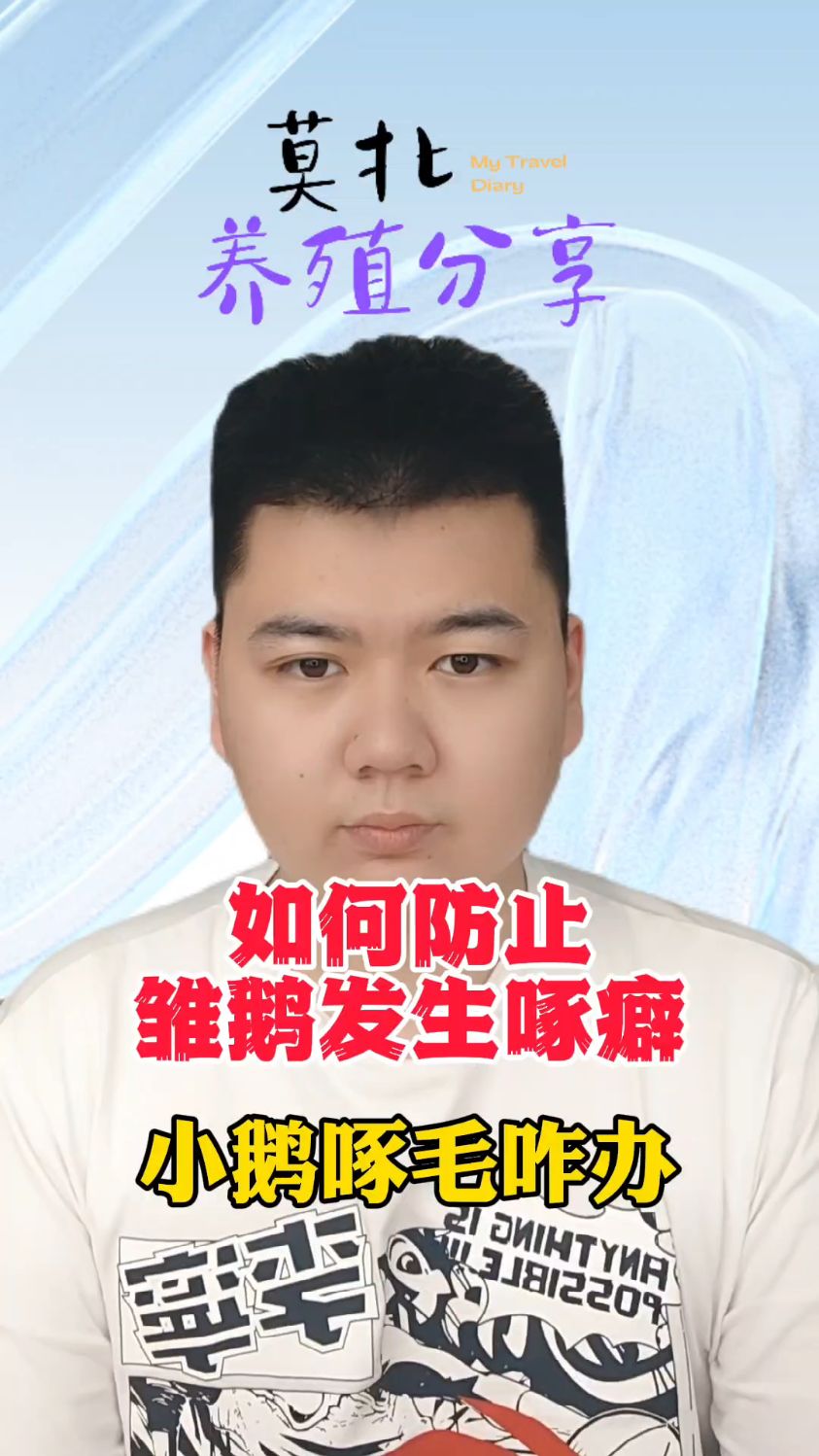 #小鹅啄毛是什么原因小鹅互相啄毛是什么原因小鹅互相啄毛怎么治疗小鹅互相啄背上的毛