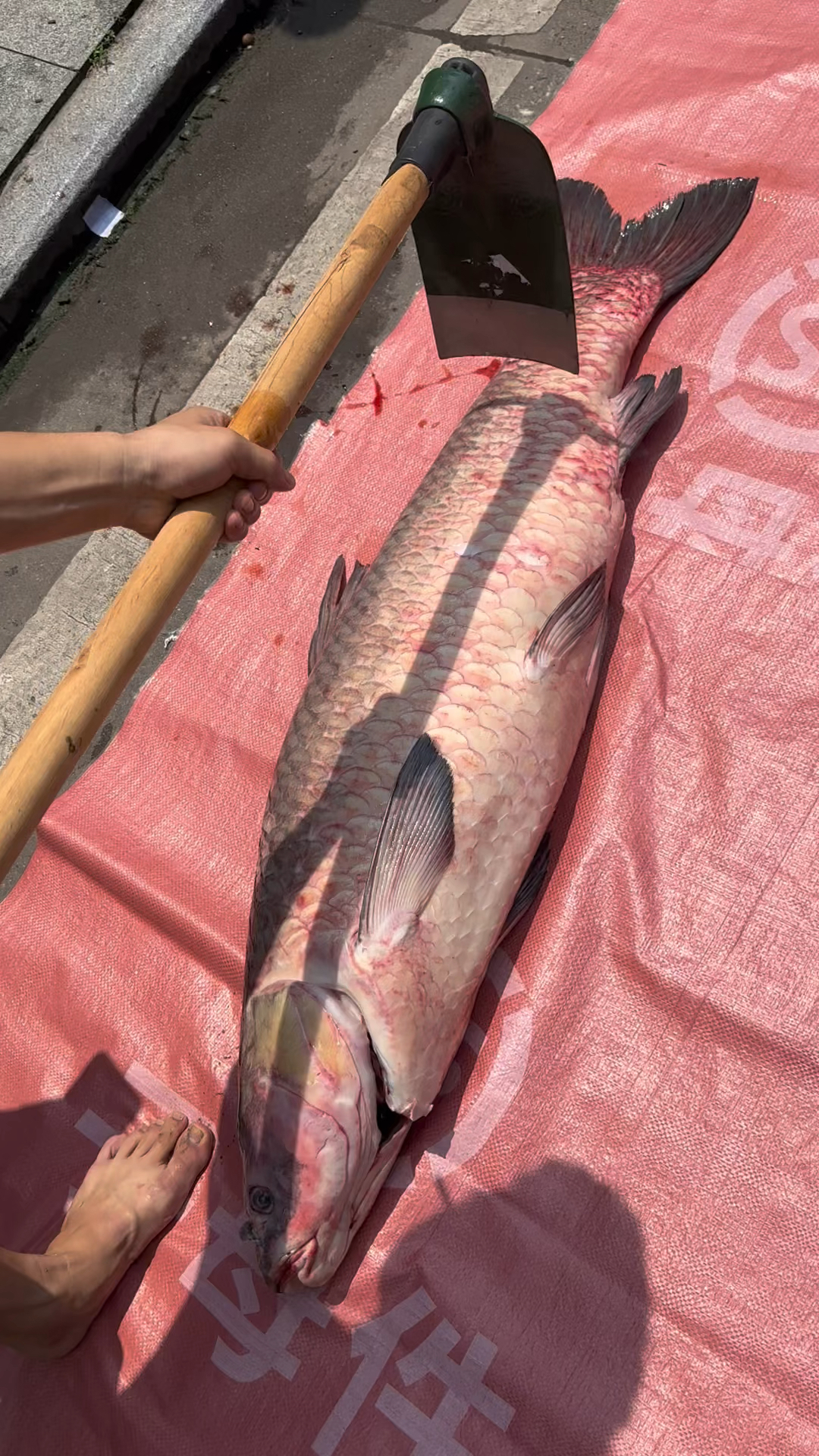 螺蛳青,黑鲩66斤