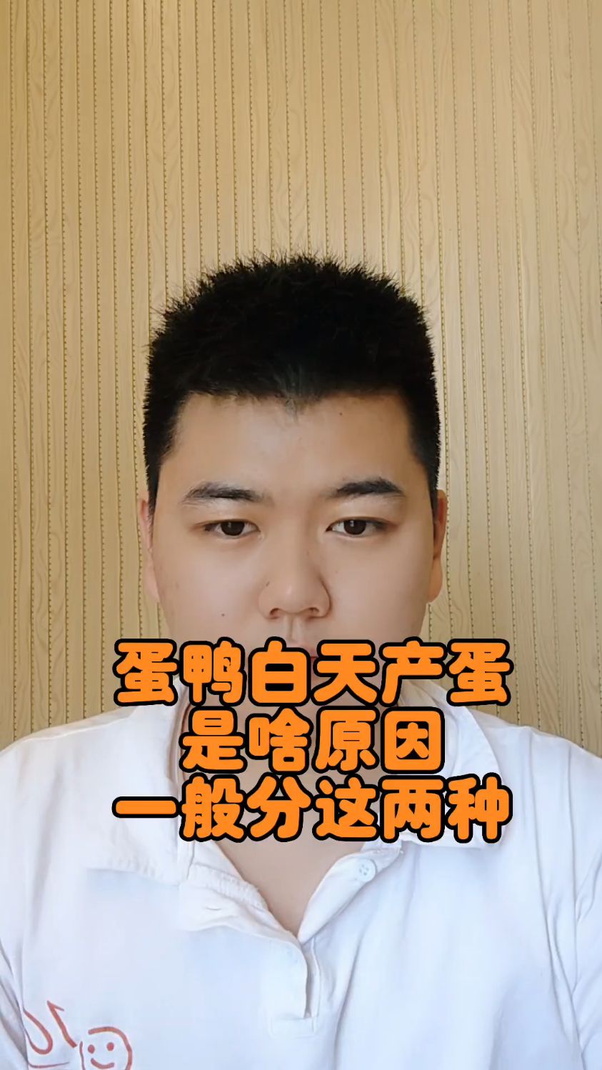 #蛋鸭白天产蛋特别多是什么原因鸭子白天产蛋要怎么治疗鸭子白天下蛋多怎么回事