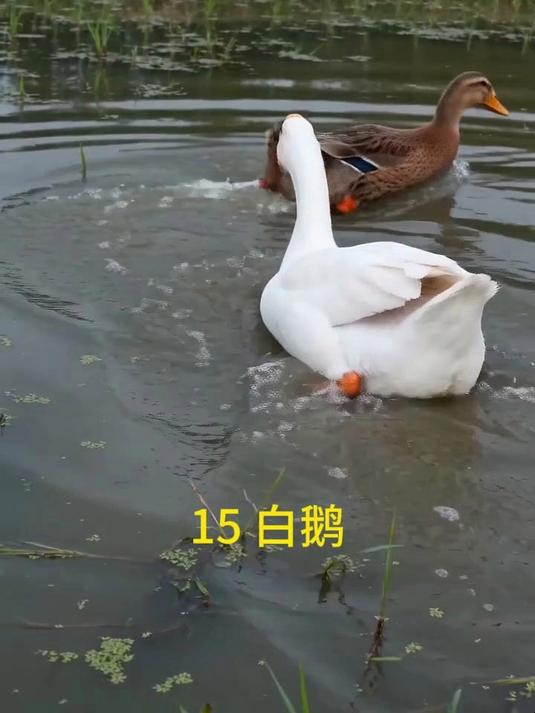 小学四年级语文下册第二单元《15 白鹅》