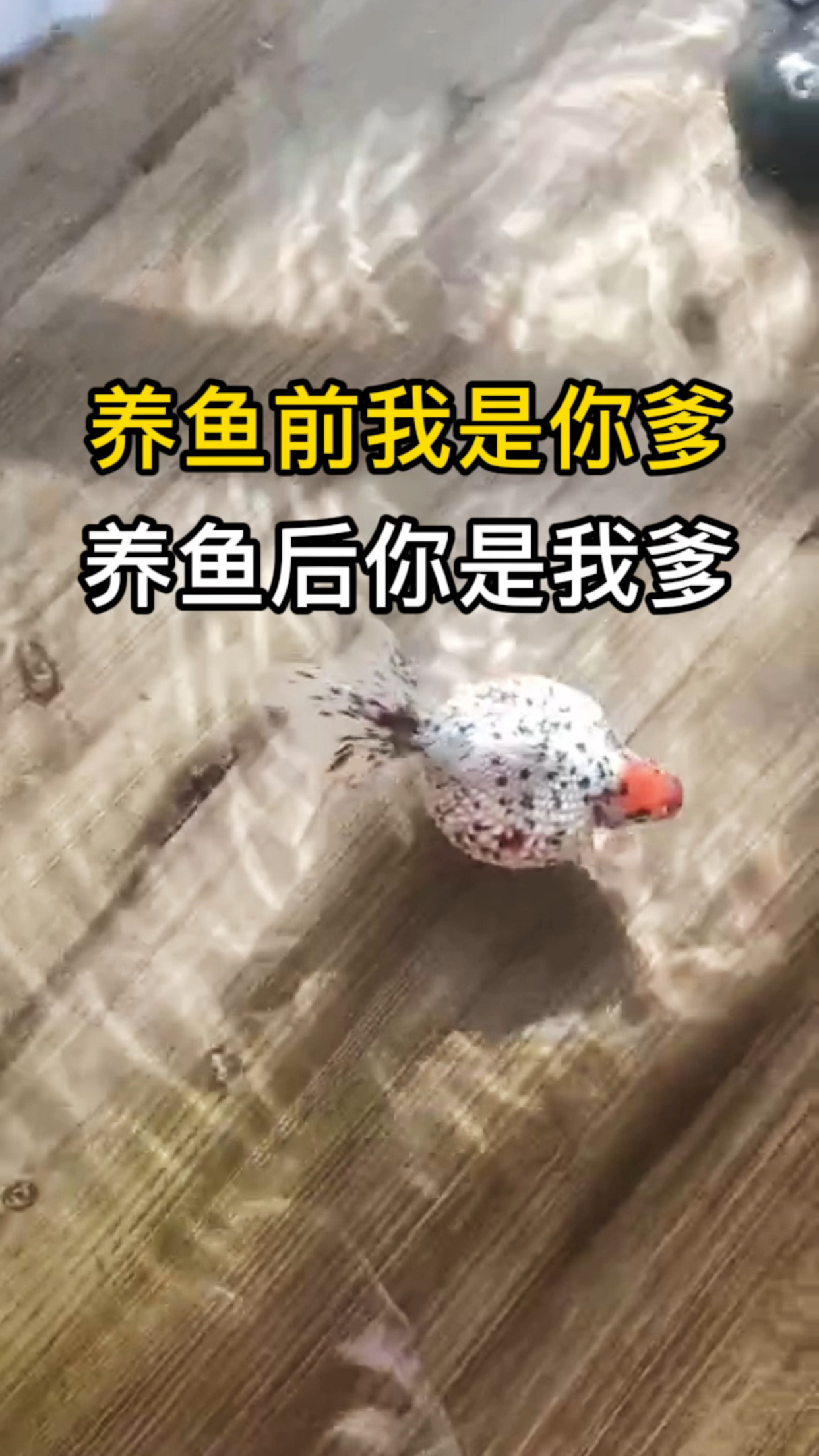 养鱼新手养鱼请勿养珍珠金鱼,鱼友的珍珠金鱼团灭了