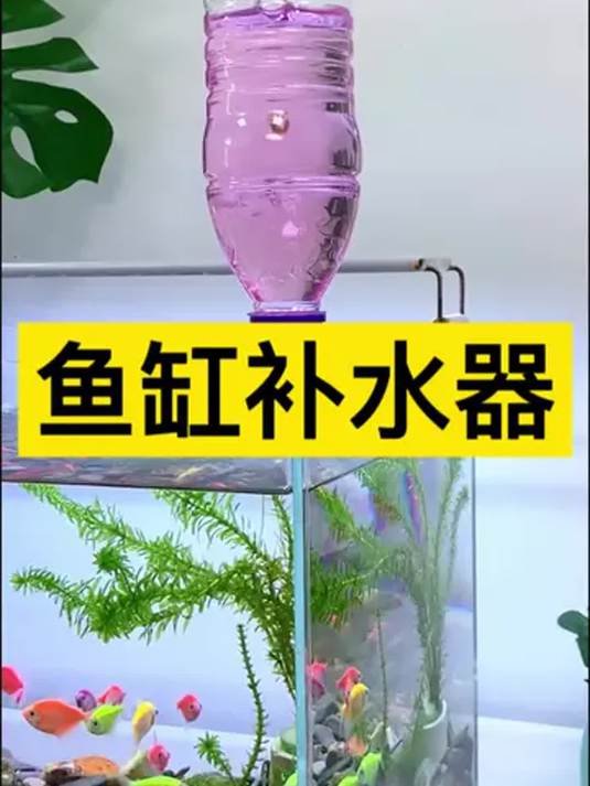 鱼缸补水器怎么选?实用技巧助你养好鱼!