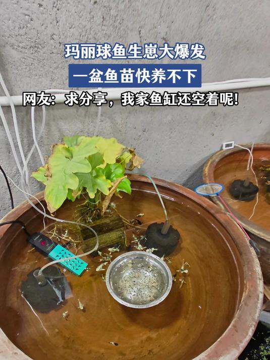 玛丽球鱼生崽大爆发!一盆鱼苗快养不下