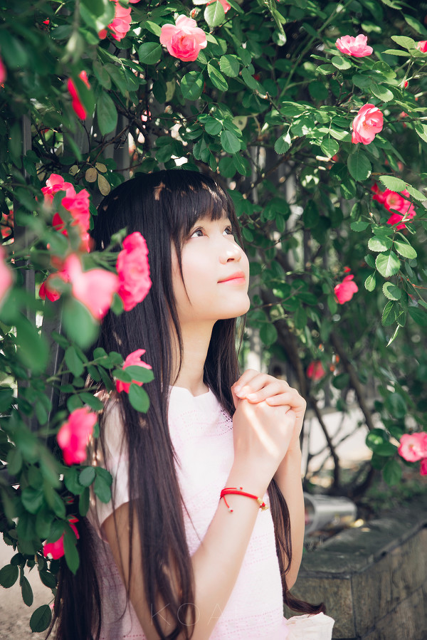 图片[13]-Blooming rose-六色网