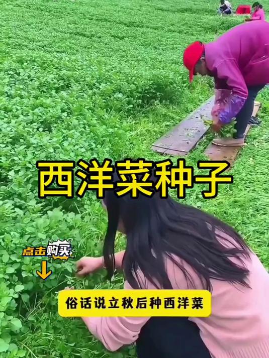 想在家种西洋菜?备好种子是关键,教你打造家庭小菜园