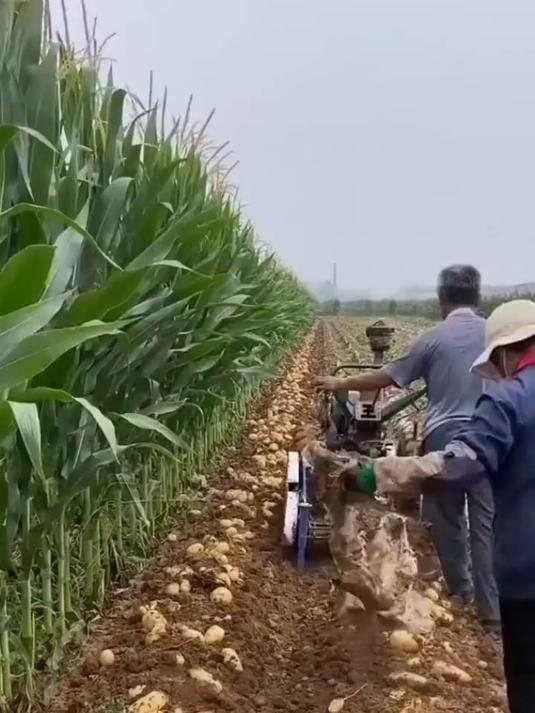 农家地窖直发,小土豆自带泥土香,天然无硫熏处理