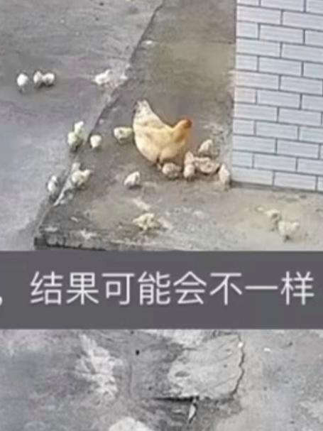 监控下一幕 真实版老鹰抓小鸡,母鸡发现老鹰后勇敢上前阻击!