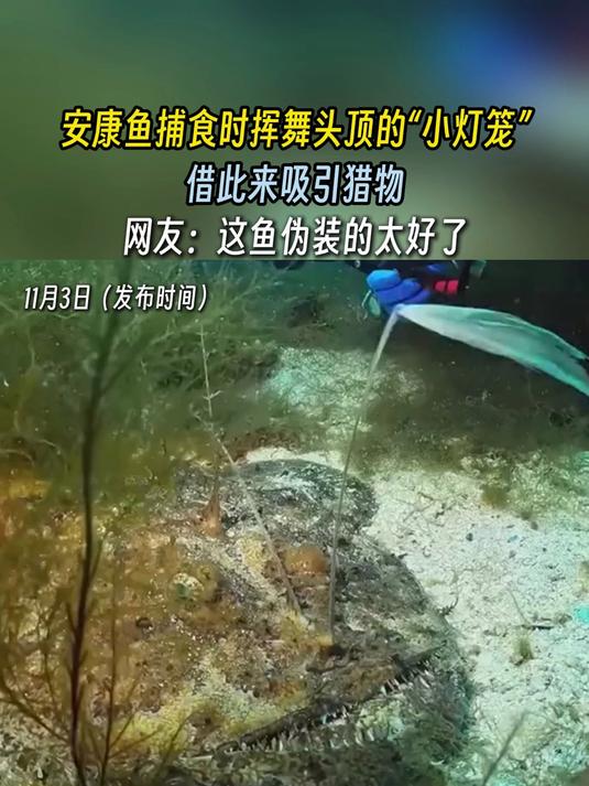 安康鱼捕食时挥舞头顶的“小灯笼”,借此来吸引猎物