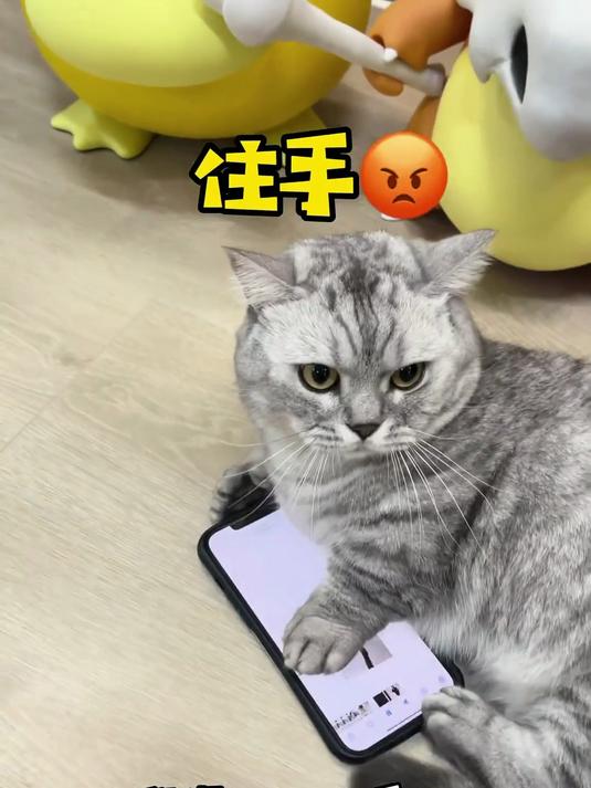 我该怎样告诉一只小猫咪 不可以色色