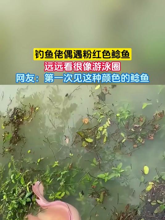 钓鱼佬偶遇粉红色鲶鱼,远远看很像游泳圈,网友:第一次见这种颜色的鲶鱼