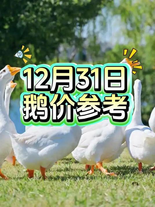 今日鹅价