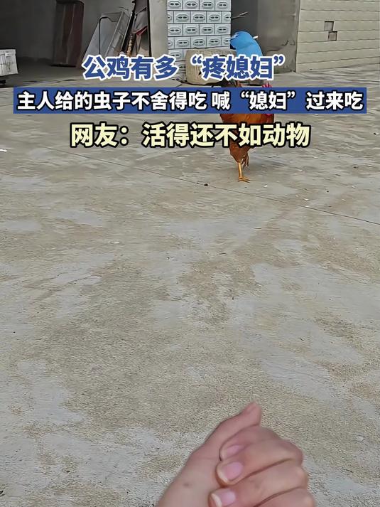 公鸡有多“疼媳妇”,主人给的虫子不舍得吃,喊“媳妇”过来吃,网友:活得不如动物